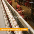 Proyecto de granja de pollos equipo de avicultura para capa
